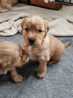 Dark Pink, a female Golden Retriever for sale in Mifflinburg, PA – Photo 7 of 9