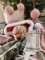 Dark Pink, a female Golden Retriever for sale in Mifflinburg, PA – Photo 8 of 9