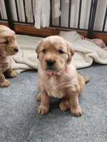 Dark Pink, a female Golden Retriever for sale in Mifflinburg, PA – Photo 6 of 9