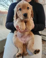 Dark Pink, a female Golden Retriever for sale in Mifflinburg, PA – Photo 4 of 9