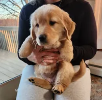 Mint, a female Golden Retriever for sale in Mifflinburg, PA – Photo 2 of 10