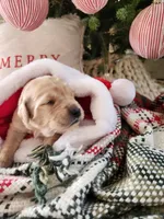 Mint, a female Golden Retriever for sale in Mifflinburg, PA – Photo 10 of 10