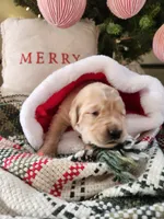 Mint, a female Golden Retriever for sale in Mifflinburg, PA – Photo 8 of 10