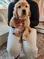 Mint, a female Golden Retriever for sale in Mifflinburg, PA – Photo 3 of 10