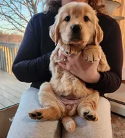 Mint, a female Golden Retriever for sale in Mifflinburg, PA – Photo 1 of 10