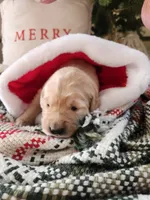 Mint, a female Golden Retriever for sale in Mifflinburg, PA – Photo 9 of 10