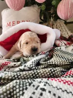 Mint, a female Golden Retriever for sale in Mifflinburg, PA – Photo 6 of 10