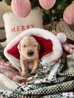 Mint, a female Golden Retriever for sale in Mifflinburg, PA – Photo 5 of 10