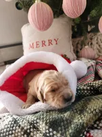 Light pink, a female Golden Retriever for sale in Mifflinburg, PA – Photo 6 of 10