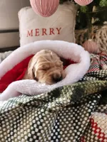 Light pink, a female Golden Retriever for sale in Mifflinburg, PA – Photo 7 of 10