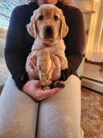 Light pink, a female Golden Retriever for sale in Mifflinburg, PA – Photo 3 of 10