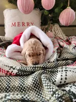 Light pink, a female Golden Retriever for sale in Mifflinburg, PA – Photo 9 of 10