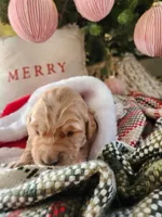 Light pink, a female Golden Retriever for sale in Mifflinburg, PA – Photo 4 of 10