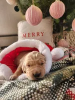 Light pink, a female Golden Retriever for sale in Mifflinburg, PA – Photo 2 of 10