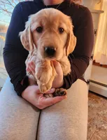 Light pink, a female Golden Retriever for sale in Mifflinburg, PA – Photo 1 of 10