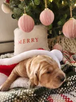 Light pink, a female Golden Retriever for sale in Mifflinburg, PA – Photo 8 of 10