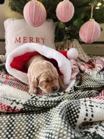 Light pink, a female Golden Retriever for sale in Mifflinburg, PA – Photo 10 of 10