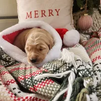 Purple, a female Golden Retriever for sale in Mifflinburg, PA – Photo 10 of 10