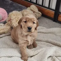 Purple, a female Golden Retriever for sale in Mifflinburg, PA – Photo 6 of 10