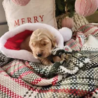 Purple, a female Golden Retriever for sale in Mifflinburg, PA – Photo 8 of 10