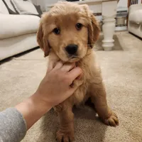 Purple, a female Golden Retriever for sale in Mifflinburg, PA – Photo 1 of 10