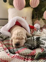 Blue, a male Golden Retriever for sale in Mifflinburg, PA – Photo 5 of 7