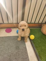 Blue, a male Golden Retriever for sale in Mifflinburg, PA – Photo 1 of 7