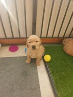 Blue, a male Golden Retriever for sale in Mifflinburg, PA – Photo 6 of 7