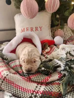 Blue, a male Golden Retriever for sale in Mifflinburg, PA – Photo 4 of 7