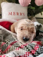 Lavender, a female Golden Retriever for sale in Mifflinburg, PA – Photo 4 of 4