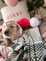 Lavender, a female Golden Retriever for sale in Mifflinburg, PA – Photo 2 of 4