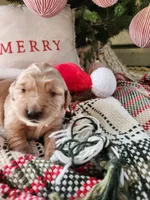 Lavender, a female Golden Retriever for sale in Mifflinburg, PA – Photo 1 of 4