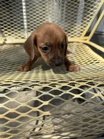 Archie, a male Pekingese and Miniature Dachshund for sale in Mount Pleasant, IA – 4 of 4