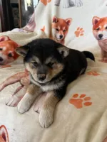 Cherry Blossom , a female Shiba Inu for sale in Mount Pleasant, IA – 3 of 4