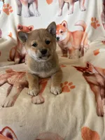 Clancey , a male Shiba Inu for sale in Mount Pleasant, IA – 2 of 4