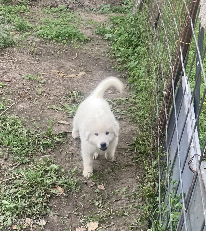 Titan – Great Pyrenees puppy for sale in Mount Pleasant, IA
