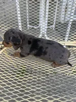 Ritzie, a female Miniature Dachshund for sale in Mount Pleasant, IA – 4 of 4