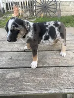 Chance, a female Border Collie for sale in Mount Pleasant, IA – Photo 4 of 4