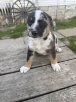 Chance, a female Border Collie for sale in Mount Pleasant, IA – Photo 2 of 4