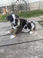 Chance, a female Border Collie for sale in Mount Pleasant, IA – Photo 3 of 4