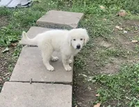 Titan, a male Great Pyrenees for sale in Mount Pleasant, IA – 2 of 4
