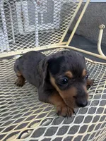 Ritzie, a female Miniature Dachshund for sale in Mount Pleasant, IA – 2 of 4