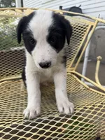 Fisher, a male Border Collie and Great Pyrenees for sale in Mount Pleasant, IA – 3 of 4