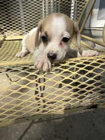 Harley, a male Pekingese and Miniature Dachshund for sale in Mount Pleasant, IA – 2 of 4