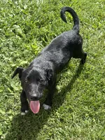 Sam, a male Australian Shepherd and Border Collie for sale in Mount Pleasant, IA – 4 of 4