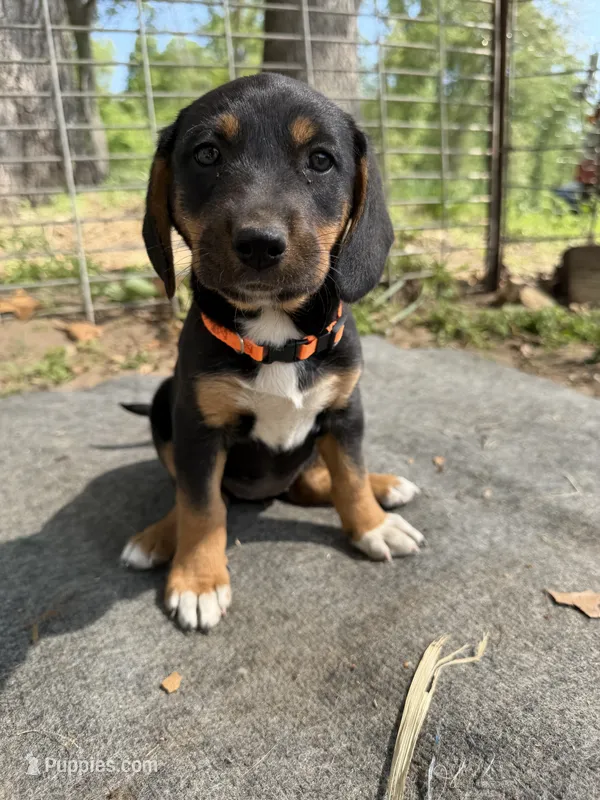 Red – Basset Hound, Beagle puppy for sale in Mount Pleasant, IA