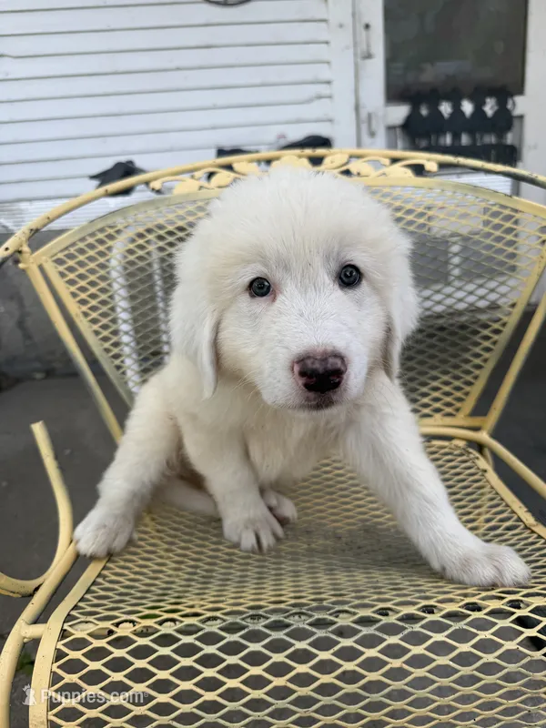 Hogan  – Great Pyrenees puppy for sale in Mount Pleasant, IA