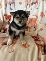 Cherry Blossom , a female Shiba Inu for sale in Mount Pleasant, IA – 4 of 4