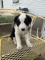 Fisher, a male Border Collie and Great Pyrenees for sale in Mount Pleasant, IA – 2 of 4