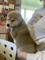 Hudson , a male Shiba Inu for sale in Mount Pleasant, IA – 4 of 4